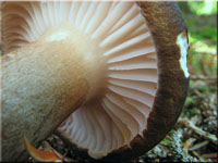 Graubrauner Schneckling - Hygrophorus camarophyllus