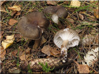 Graubrauner Schneckling - Hygrophorus camarophyllus