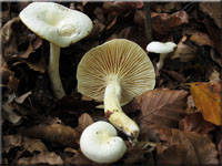 Goldzahn-Schneckling - Hygrophorus chrysodon