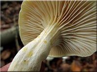 Goldzahn-Schneckling - Hygrophorus chrysodon