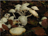 Verfrbender Schneckling - Hygrophorus discoxanthus 