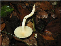 Verfrbender Schneckling - Hygrophorus discoxanthus 