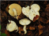 Verfrbender Schneckling - Hygrophorus discoxanthus 