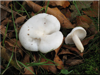 Hygrophorus eburneus