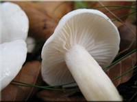 Hygrophorus eburneus