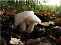 Hygrophorus eburneus