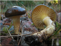 Frost-Schneckling - Hygrophorus hypothejus