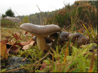 Frost-Schneckling - Hygrophorus hypothejus