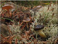 Frost-Schneckling - Hygrophorus hypothejus