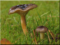 Frost-Schneckling - Hygrophorus hypothejus