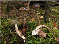 Hygrophorus olivaceoalbus