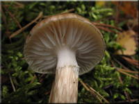 Natternstieliger Schneckling - Hygrophorus olivaceoalbus