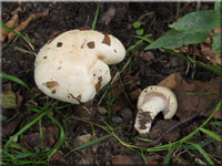 Trockener Schneckling - Hygrophorus penarius