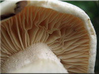 Trockener Schneckling - Hygrophorus penarius