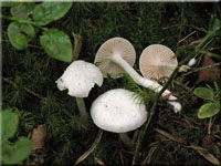 Fichtenschneckling - Hygrophorus piceae