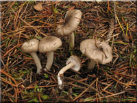 Schwarzpunktierter Schneckling - Hygrophorus pustulatus