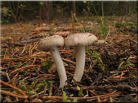 Schwarzpunktierter Schneckling - Hygrophorus pustulatus