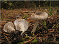 Schwarzpunktierter Schneckling - Hygrophorus pustulatus