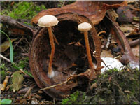 Bucheckern-Flockenschüppling - Flammulaster carpophilus