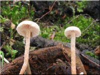 Bucheckern-Flockenschppling - Flammulaster carpophilus