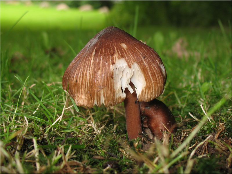 Sternsporiger Risspilz - Inocybe asterospora