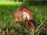 Sternsporiger Risspilz - Inocybe asterospora