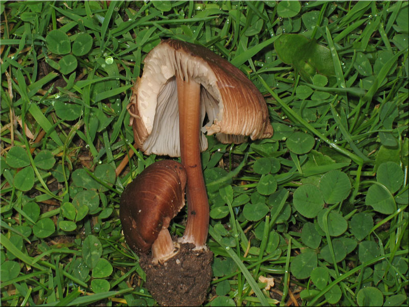 Sternsporiger Risspilz - Inocybe asterospora