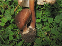 Sternsporiger Risspilz - Inocybe asterospora