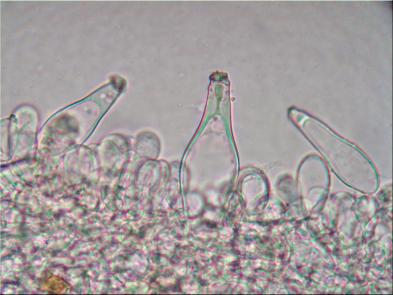 Sternsporiger Risspilz - Inocybe asterospora