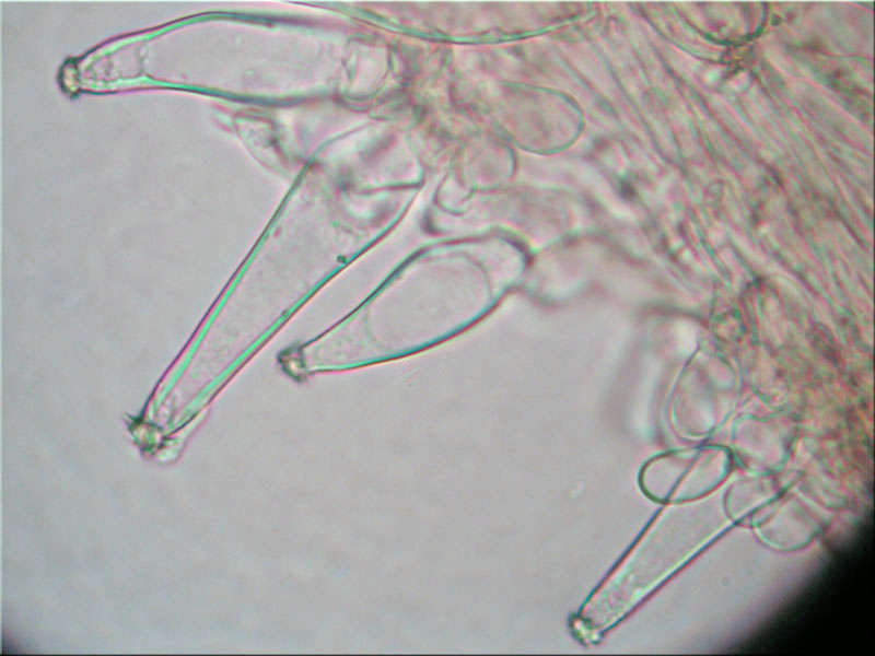 Sternsporiger Risspilz - Inocybe asterospora
