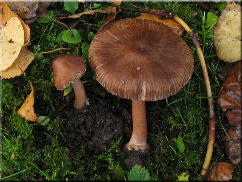 Sternsporiger Risspilz - Inocybe asterospora