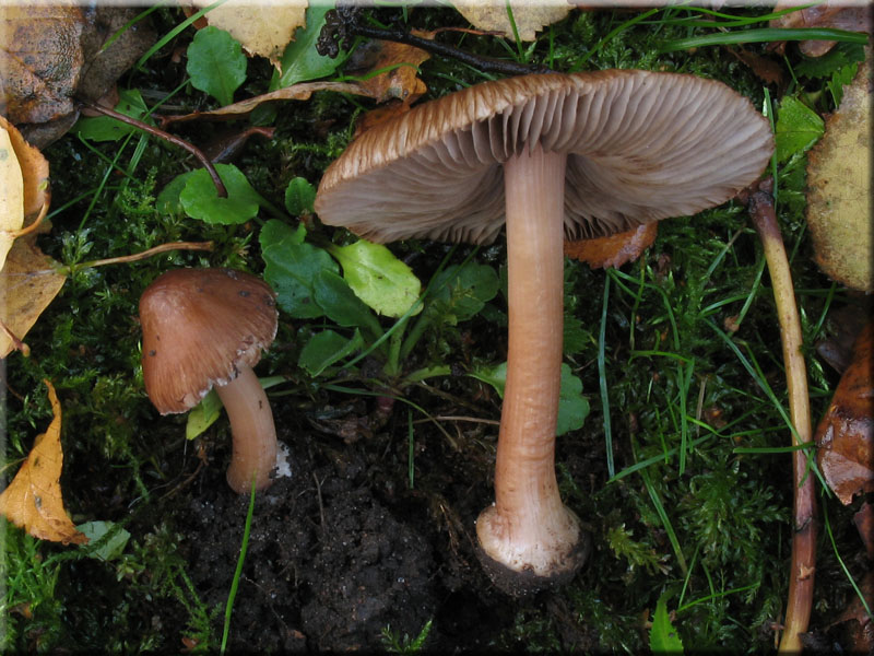 Sternsporiger Risspilz - Inocybe asterospora