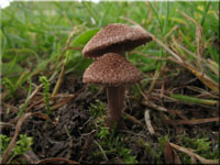Braunvioletter Risspilz - Inocybe cincinnata