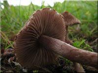 Braunvioletter Risspilz - Inocybe cincinnata