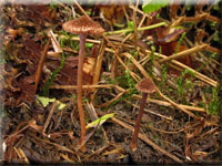 Braunvioletter Risspilz - Inocybe cincinnata