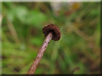 Braunvioletter Risspilz - Inocybe cincinnata