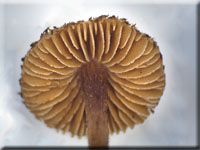 Braunvioletter Risspilz - Inocybe cincinnata