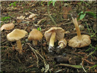 Knolliger Risspilz - Inocybe cookei