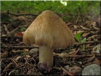 Knolliger Risspilz - Inocybe cookei