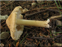 Knolliger Risspilz - Inocybe cookei