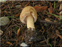 Knolliger Risspilz - Inocybe cookei