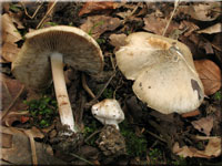 Grngebuckelter Risspilz - Inocybe corydalina