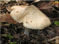 Grüngebuckelter Risspilz - Inocybe corydalina