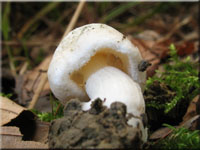 Grngebuckelter Risspilz - Inocybe corydalina
