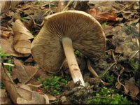 Grngebuckelter Risspilz - Inocybe corydalina