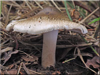 Grngebuckelter Risspilz - Inocybe corydalina