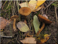 Bittersüßer Risspilz - Inocybe dulcamara