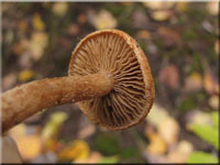 Bittersüßer Risspilz - Inocybe dulcamara