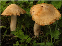 Ziegelroter Risspilz - Inocybe erubescens