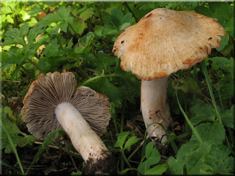 Ziegelroter Risspilz - Inocybe erubescens